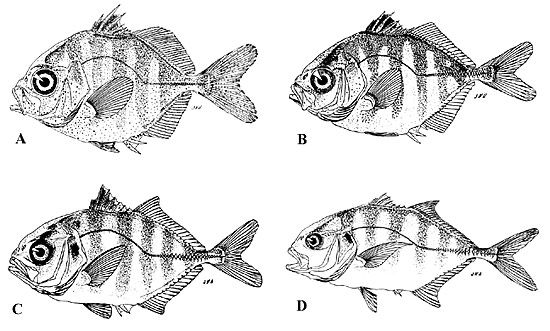 Crevalle jack juveniles: A. 15.3 mm, B. 20.4 mm, C. 32.6 mm, D. 80.5 mm (standard lengths). Images courtesy Berry (1959) in Development of Fishes of the Mid-Atlantic Bight, U.S. Fish and Wildlife Service