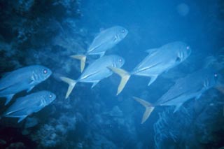 The closely related horse-eye jack (Caranx latus) is frequently seen schooling over reefs. Photo courtesy NOAA