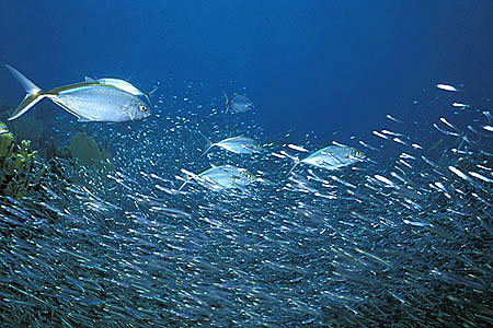 Bar jacks feeding on herring. Photo © Doug Perrine