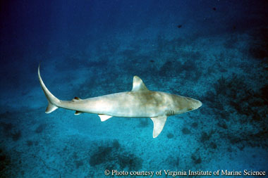 Blacknose shark. Photo courtesy Virginia Institute of Marine Science