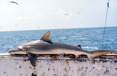 Blacknose shark. Photo © George Burgess