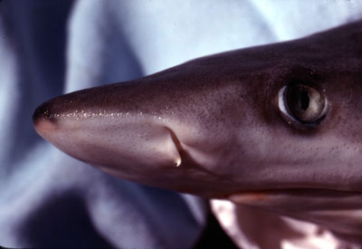 Juvenile blacknose shark showing the distinctive black spot under the tip of the snout. Photo © George Burgess