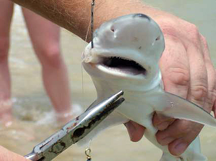 New-born blacknose sharks are caught by recreational fishers in the northern Gulf of Mexico. Photo © Stacey Sandrey