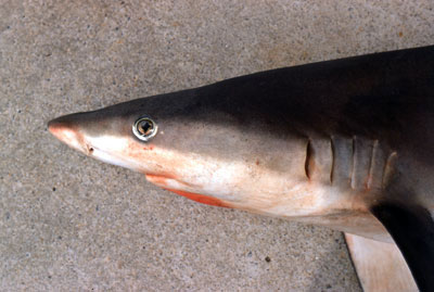 Blacknose shark up-close. Photo © George Burgess