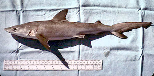 Blacknose shark (Carcharhinus acronotus) specimen. Photo © George Burgess