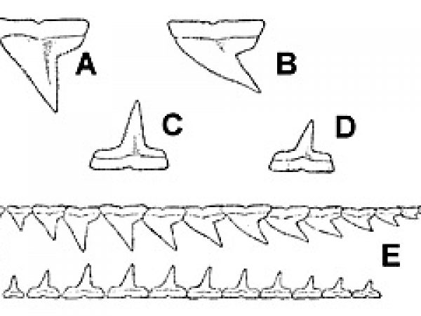 Blacknose shark dentition, A. Third upper tooth, B. Eighth upper tooth, C. Third lower tooth, D. Eighth lower tooth, E. Left-hand upper and lower teeth. Image courtesy Bigelow and Schroeder (1948) FNWA