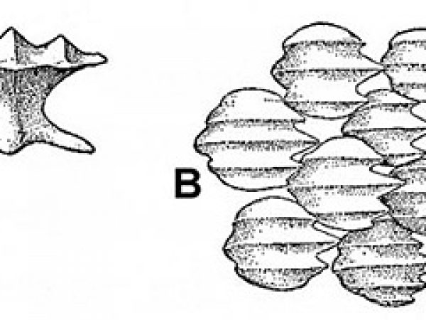 Blacknose shark denticles, A. Apical view of dermal denticle, B. Dermal denticles. Image courtesy Bigelow and Schroeder (1948) FNWA