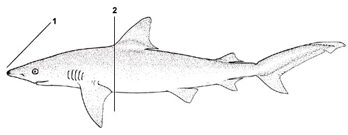 Blacknose shark (Carcharhinus acronotus). Illustration courtesy FAO, Species Identification and Biodata