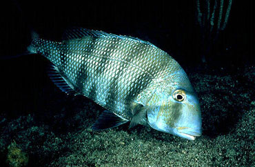 Sheepshead porgy (Calamus penna) are prey for the blacknose shark. Photo © David Snyder