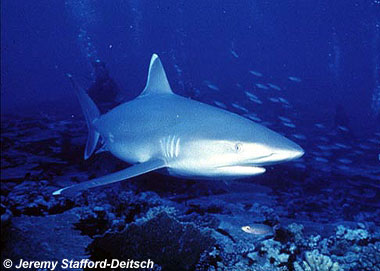 Silvertip shark. Photo © Jeremy Stafford-Deitsch