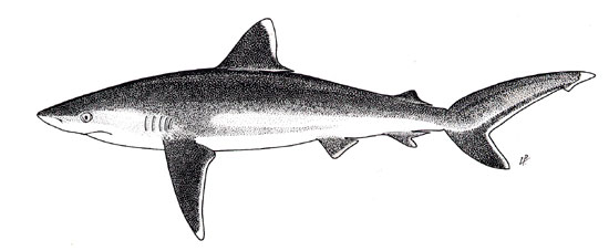 Silvertip shark illustration, courtesy FAO Species Catalog, Vol. 4 Part 2 Sharks of the World