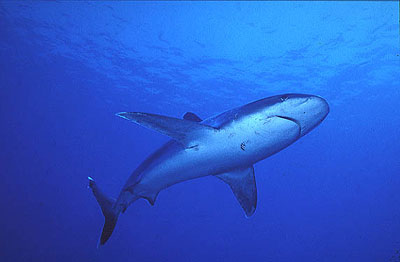 Silvertip shark. Photo © Jeremy Stafford-Deitsch