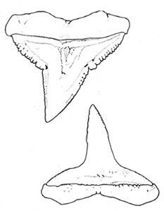 Silvertip shark dentition: upper and lower teeth, courtesy FAO Species Catalog, Vol. 4 Part 2 Sharks of the World