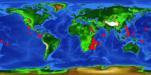 World distribution map for the silvertip shark