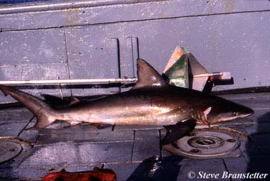 Bignose Shark. Photo © Steve Branstetter