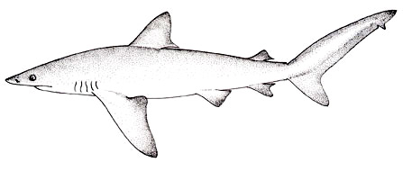 Bignose illustration, courtesy FAO Species Catalogue, Vol. 4 Part 2 - Sharks of the World