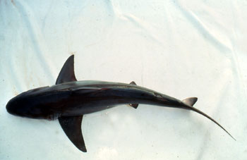 Bignose Shark. Photo © H.W. Pratt