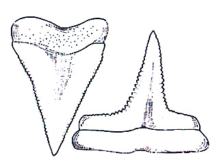 Upper and lower teeth of the bignose shark. Image courtesy FAO Species Catalogue, Vol. 4 Part 2 - Sharks of the World