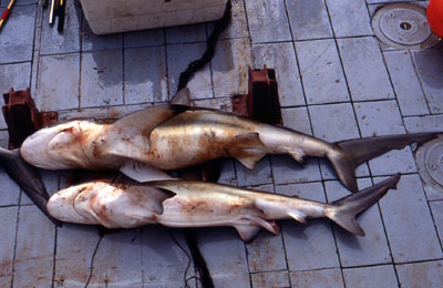 Bignose shark on top, dusky shark below. Photo © George Burgess