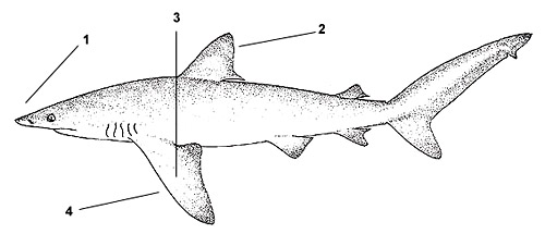 Bignose shark (Carcharhinus altimus). Illustration courtesy FAO, Species Identification and Biodata