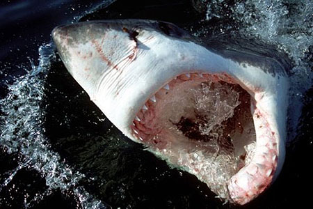 White sharks may prey upon immature bignose sharks. Photo © Klaus Jost