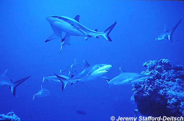 Grey reef shark. Photo © Jeremy Stafford-Deitsch