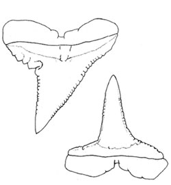 Grey reef shark upper and lower teeth. Image courtesy FAO Species Catalogue, Vol. 4 - Sharks of the World