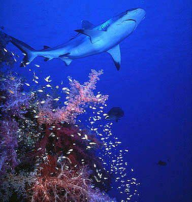 Grey reef shark along the outer edge of a coral reef in the Red Sea. Photo © Jeremy Stafford-Deitsch