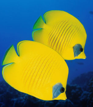 The bluecheek butterflyfish (Chaetodon semilarvatus), along with other butterflyfishes, are preyed upon by the grey reef shark. Photo © Steve Jones