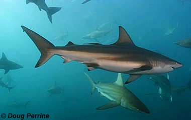 Bronze whaler sharks. Photo © Doug Perrine