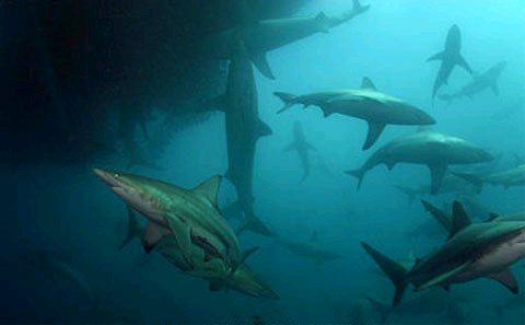 Bronze whaler sharks. Photo © Doug Perrine