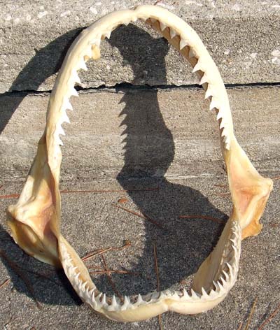 Bronze whaler shark jaw. Photo © Florida Program for Shark Research
