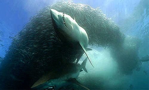 Bronze whaler sharks feeding on sardines off the coast of South Africa. Photo © Doug Perrine