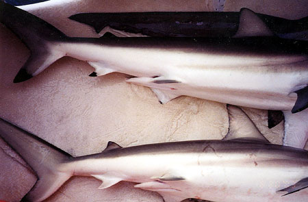 A side by side comparison of a spinner shark and a blacktip shark, notice the black tip on the anal fin of the spinner shark which is absent on the blacktip shark. Image © Pete Cooper/FLMNH Ichthyology