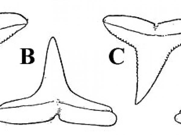 Spinner shark denticles, including side and apical views. Photo courtesy Bigelow and Schroeder (1948) FNWA