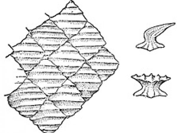 Spinner shark denticles, including side and apical views. Photo courtesy Bigelow and Schroeder (1948) FNWA