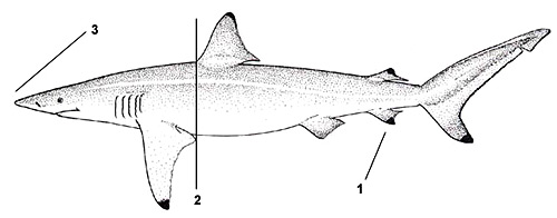 Spinner shark (Carcharhinus brevipinna). Illustration courtesy FAO, Species Identification and Biodata