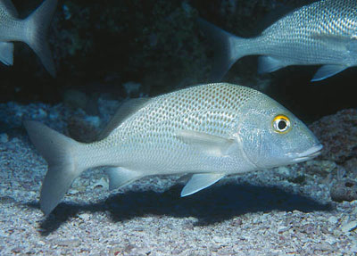 Spinner sharks feed on many species of small fish including grunts. Photo © Luiz Rocha