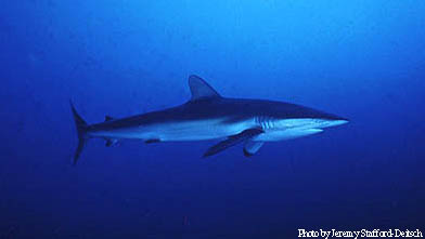 Silky Shark. Photo © Jeremy Stafford-Deitsch