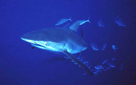 Jacks (family Carangidae), follow a silky shark in search of a scraps. Photo © Jeremy Stafford-Deitsch