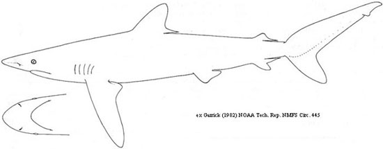 Silky Shark. Image © NOAA