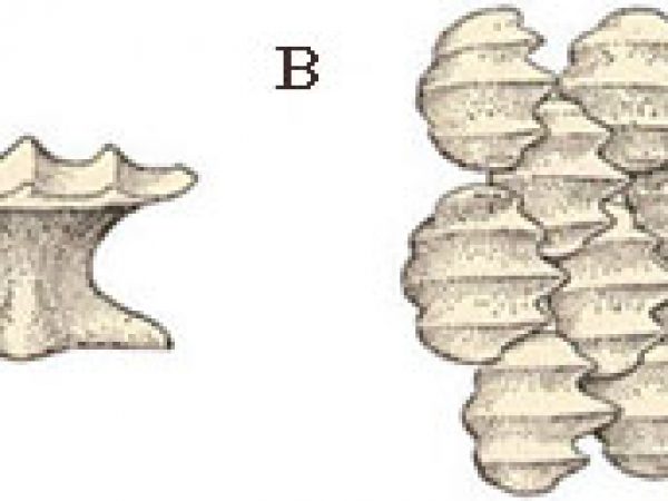 A) Apical view of a single denticle (about 72x), B) Dermal denticles (about 36x). Image courtesy Bigelow & Schroeder (1948) FWNA