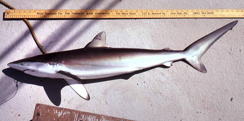Silky shark (Carcharhinus falciformis) specimen. Photo © George Burgess