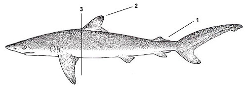 Silky shark (Carcharhinus falciformis). Illustration courtesy FAO, Species Identification and Biodata