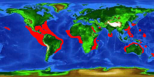 World distribution map for the silky shark