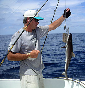 Angler lands a juvenile silky shark. Image © Emily Siegrist