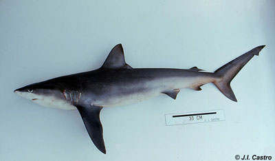 Galapagos shark. Photo © Jose Castro