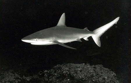 Galapagos shark. Photo © Donald Tipton