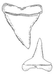 Upper and lower teeth of the Galapagos shark. Photo courtesy FAO Species Catalog, Vol. 4 Part 2 Sharks of the World