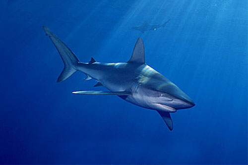 Galapagos shark (Carcharhinus galapagensis) underwater. Photo © Doug Perrine